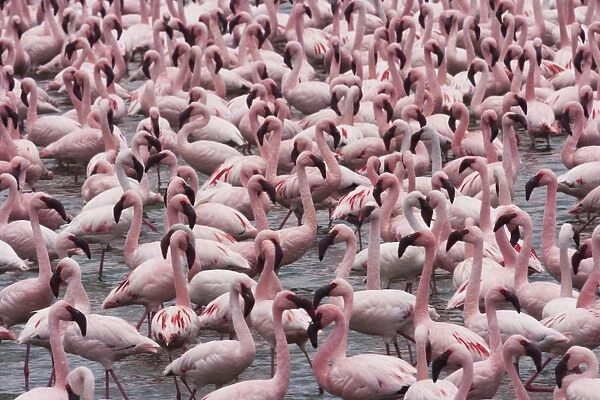 Lesser flamingos, Lake Narasha, Kenya