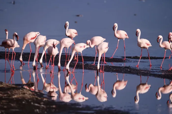 Framed Print : Lesser flamingos (Phoeniconaias minor) feeding in shallow lake