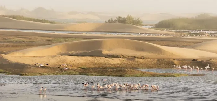 Framed Print : Lesser flamingos (Phoeniconaias minor) gathering to feed, Walvis Bay, Namibia