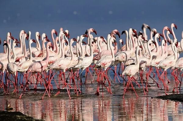 Lesser flamingos (Phoeniconaias minor) in lake
