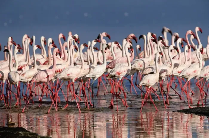 Framed Print : Lesser flamingos (Phoeniconaias minor) in lake