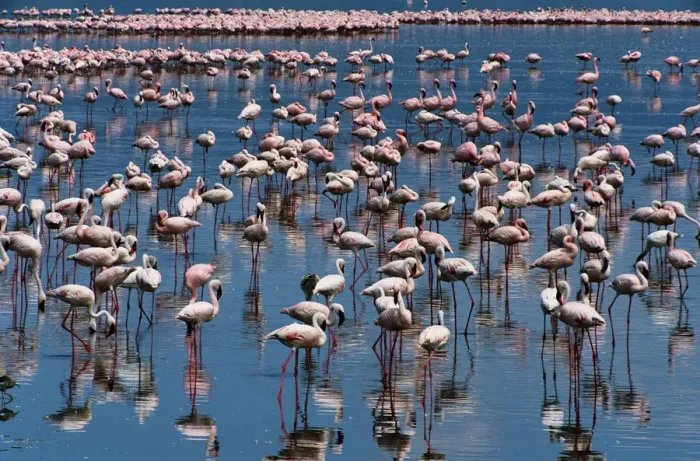 Framed Print : Lesser flamingos (Phoeniconaias minor) in shallow, alkaline lake