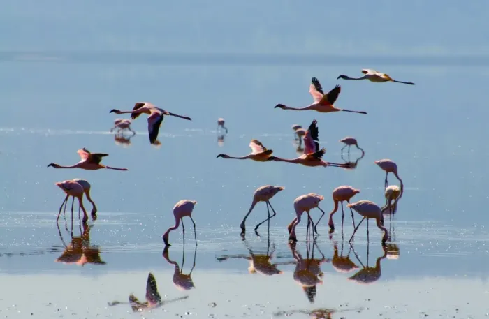 Framed Print : Lesser Flamingos Taking Flight Framed Print : Lesser Flamingos Taking Flight