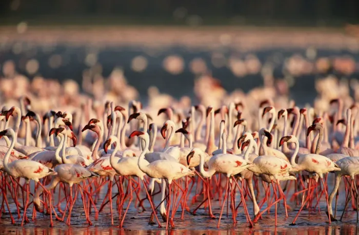 Framed Print : Lesser flamingos walking and feeding on algae at edge of alkaline lake Framed Print : Lesser flamingos walking and feeding on algae at edge of alkaline lake