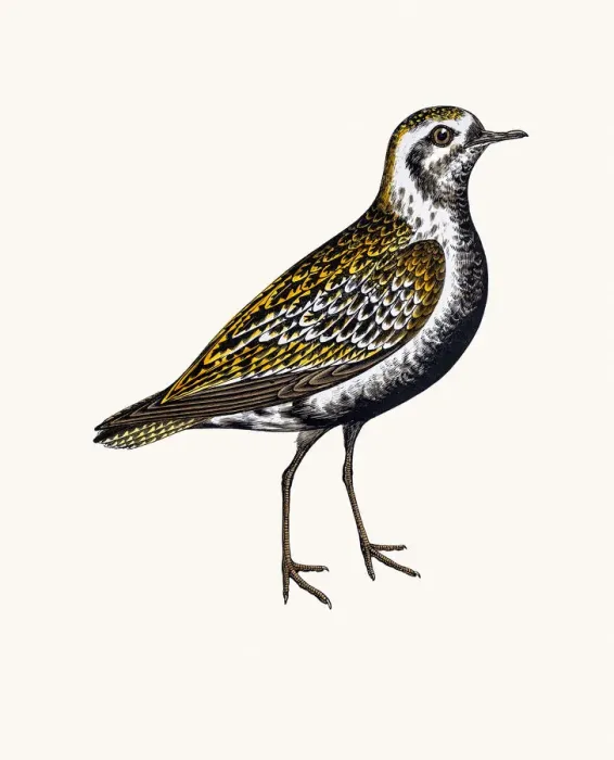 Framed Print : Lesser Golden Plover Framed Print : Lesser Golden Plover