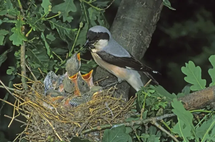 Framed Print : Lesser Gray Shrike -Lanius minor- adult feeding young in the nest, Hortobagy, Hungary, Europe Framed Print : Lesser Gray Shrike -Lanius minor- adult feeding young in the nest, Hortobagy, Hungary, Europe
