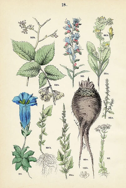 Lesser honeywort, viper's bugloss, elm of the plains, beet, trumpet gentian, centaury - Botanical illustration 1883