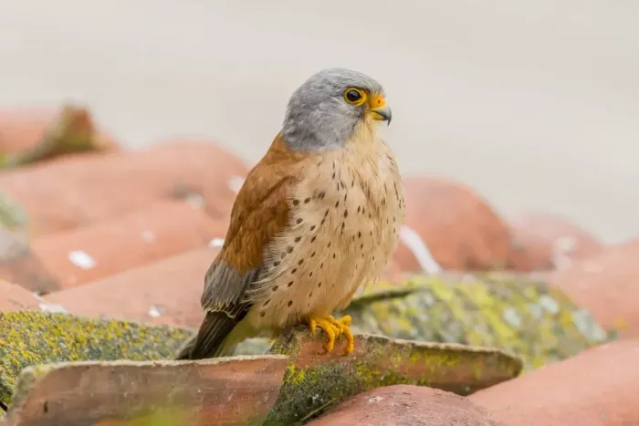 Framed Print : Lesser Kestrel -Falco naumanni-, Extremadura, Spain Framed Print : Lesser Kestrel -Falco naumanni-, Extremadura, Spain
