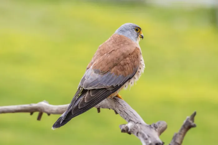 Framed Print : Lesser Kestrel -Falco naumanni-, Extremadura, Spain