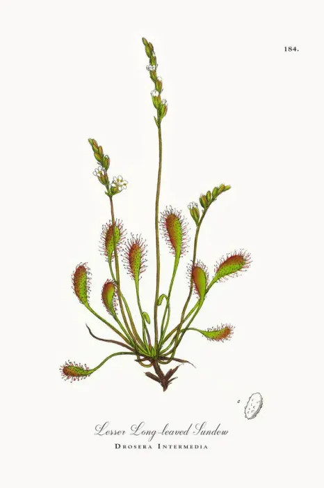 Framed Print : Lesser Long-leaved Sundew, Drosera Intermedia, Victorian Botanical Illustration, 1863