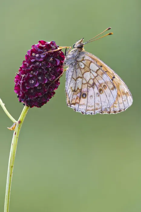 Framed Print : Lesser Marbled Fritillary -Brenthis ino-, Tyrol, Austria Framed Print : Lesser Marbled Fritillary -Brenthis ino-, Tyrol, Austria