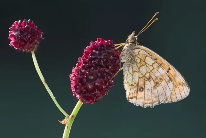 Framed Print : Lesser Marbled Fritillary -Brenthis ino-, Tyrol, Austria Framed Print : Lesser Marbled Fritillary -Brenthis ino-, Tyrol, Austria