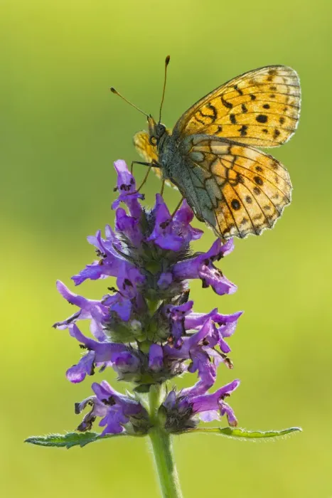 Framed Print : Lesser Marbled Fritillary -Brenthis ino-, Tyrol, Austria Framed Print : Lesser Marbled Fritillary -Brenthis ino-, Tyrol, Austria