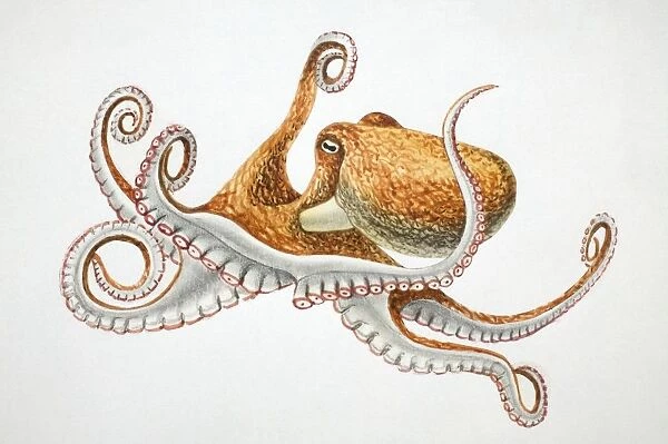 Lesser Octopus, Eledone cirrhosa, side view