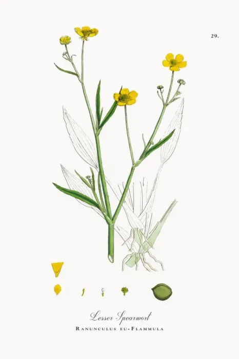 Framed Print : Lesser Spearwort, Ranunculus eu-Flammula, Victorian Botanical Illustration, 1863