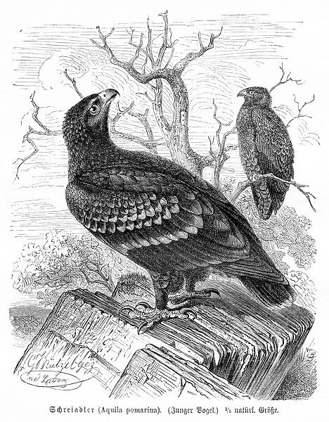Lesser spotted eagle engraving 1892