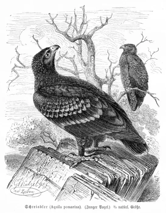 Framed Print : Lesser spotted eagle engraving 1892