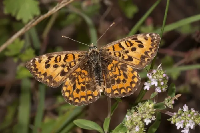 Framed Print : Lesser Spotted Fritillary -Melitaea trivia-, basking in sun, Lake Kerkini region, Greece, Europe Framed Print : Lesser Spotted Fritillary -Melitaea trivia-, basking in sun, Lake Kerkini region, Greece, Europe