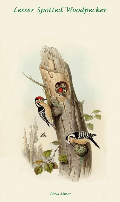 Framed Print : Lesser Spotted Woodpecker Framed Print : Lesser Spotted Woodpecker