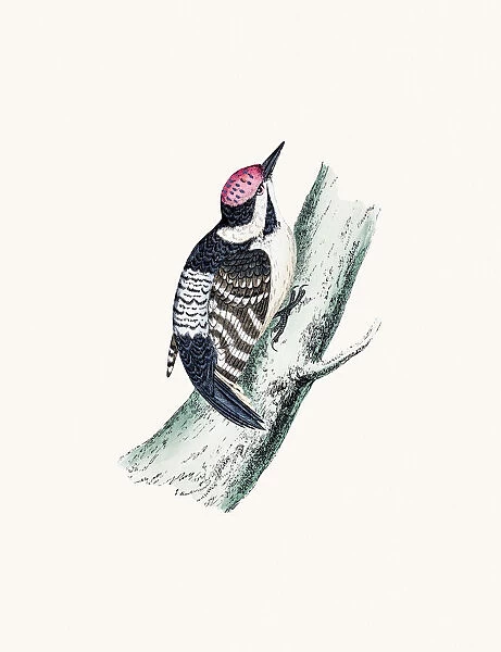 Lesser spotted woodpecker bird
