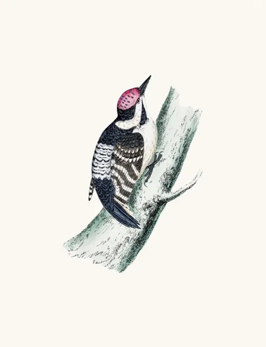 Framed Print : Lesser spotted woodpecker bird Framed Print : Lesser spotted woodpecker bird