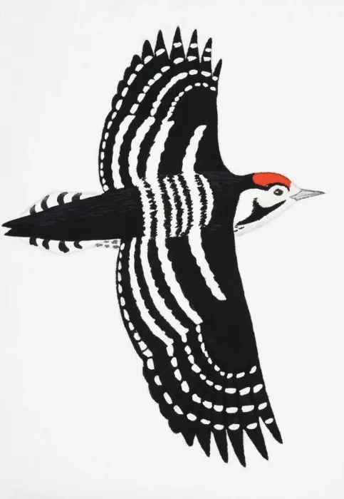 Framed Print : Lesser Spotted Woodpecker (Dendrocopos minor), adult male Framed Print : Lesser Spotted Woodpecker (Dendrocopos minor), adult male