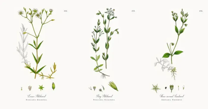 Framed Print : Lesser Stitchwort, Stellaria Graminea, Victorian Botanical Illustration, 1863 Framed Print : Lesser Stitchwort, Stellaria Graminea, Victorian Botanical Illustration, 1863