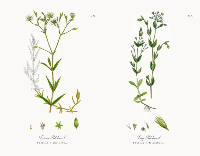 Framed Print : Lesser Stitchwort, Stellaria Graminea, Victorian Botanical Illustration, 1863 Framed Print : Lesser Stitchwort, Stellaria Graminea, Victorian Botanical Illustration, 1863