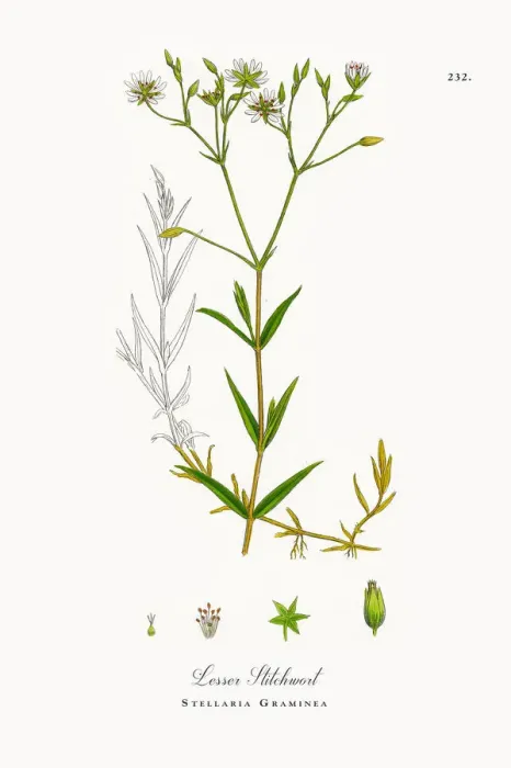 Framed Print : Lesser Stitchwort, Stellaria Graminea, Victorian Botanical Illustration, 1863 Framed Print : Lesser Stitchwort, Stellaria Graminea, Victorian Botanical Illustration, 1863