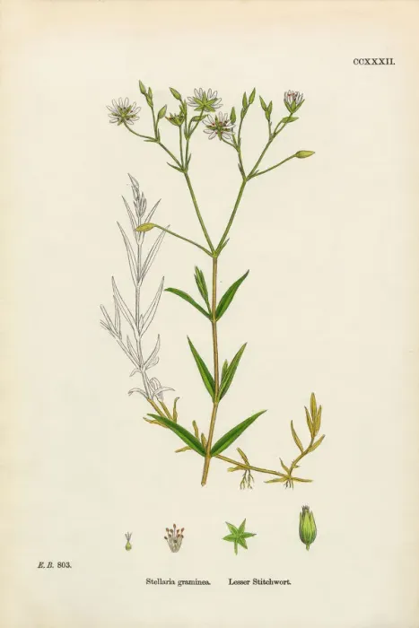 Framed Print : Lesser Stitchwort, Stellaria Graminea, Victorian Botanical Illustration, 1863 Framed Print : Lesser Stitchwort, Stellaria Graminea, Victorian Botanical Illustration, 1863
