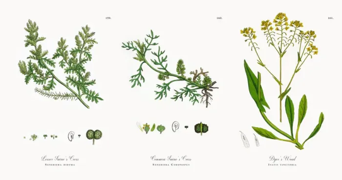Framed Print : Lesser Swineas Cress, Senebiera didyma, Victorian Botanical Illustration, 1863