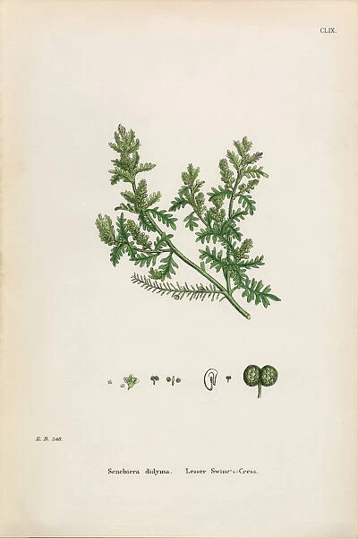 Lesser Swineas Cress, Senebiera didyma, Victorian Botanical Illustration, 1863