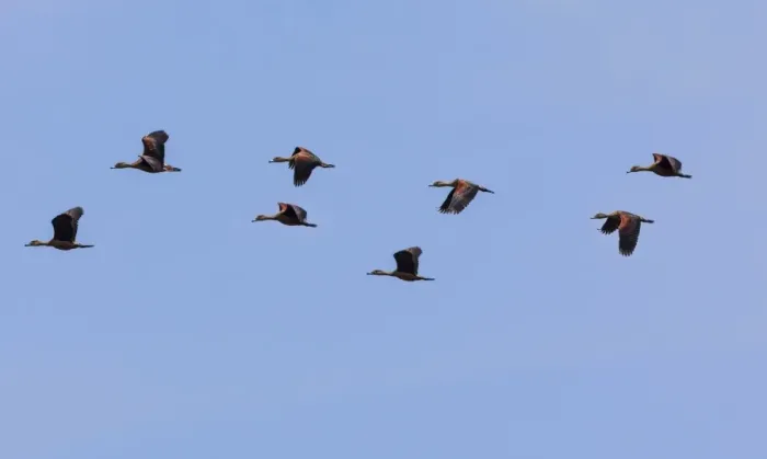 Framed Print : Lesser Whistling Ducks -Dendrocygna javanica-, the nature reserve near Godahena, Galle region, Southern Province, Sri Lanka