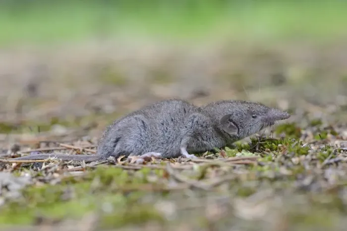 Framed Print : Lesser white-toothed shrew -Crocidura suaveolens-, Emsland, Lower Saxony, Germany