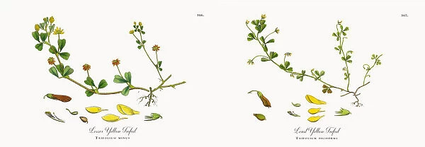 Lesser Yellow Trefoil, Trifolium minus, Victorian Botanical Illustration, 1863