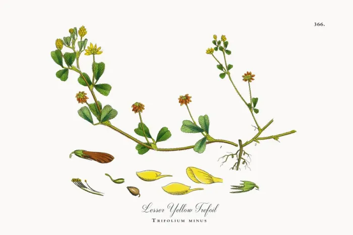 Framed Print : Lesser Yellow Trefoil, Trifolium minus, Victorian Botanical Illustration, 1863 Framed Print : Lesser Yellow Trefoil, Trifolium minus, Victorian Botanical Illustration, 1863