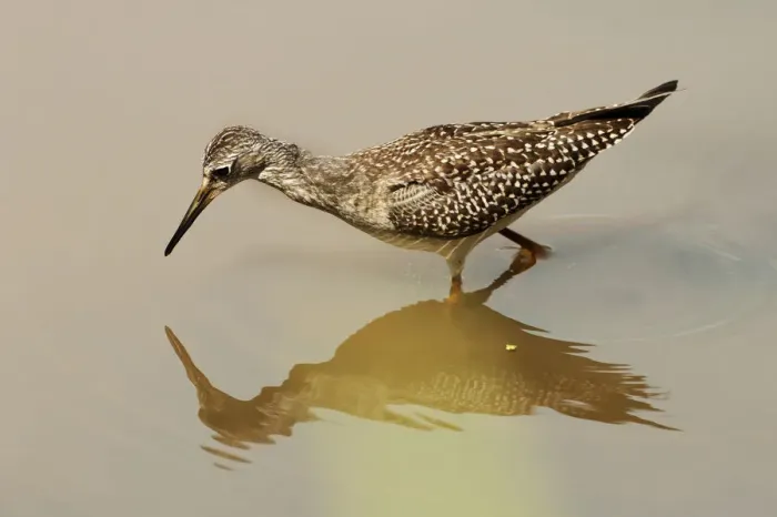 Framed Print : Lesser yellowlegs foraging reflection Framed Print : Lesser yellowlegs foraging reflection