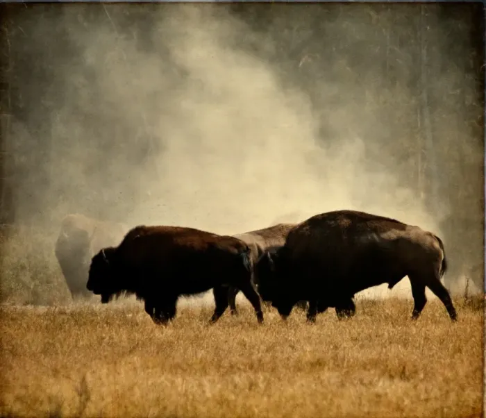 Framed Print : let the rut begin