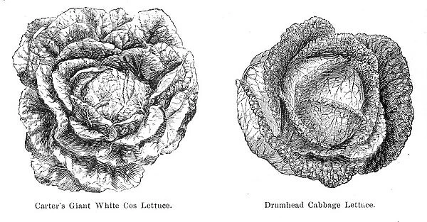 Lettuce Cabbage illustration 1874