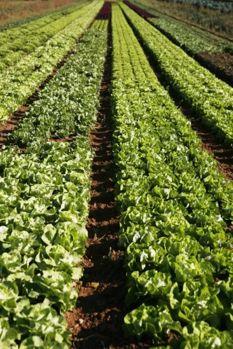 Framed Print : Lettuce field in Esslingen am Neckar, Baden-Wuerttemberg, Germany, Europe Framed Print : Lettuce field in Esslingen am Neckar, Baden-Wuerttemberg, Germany, Europe