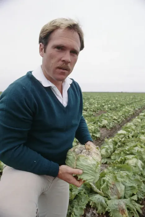 Framed Print : Lettuce Grower Examining Crop Framed Print : Lettuce Grower Examining Crop