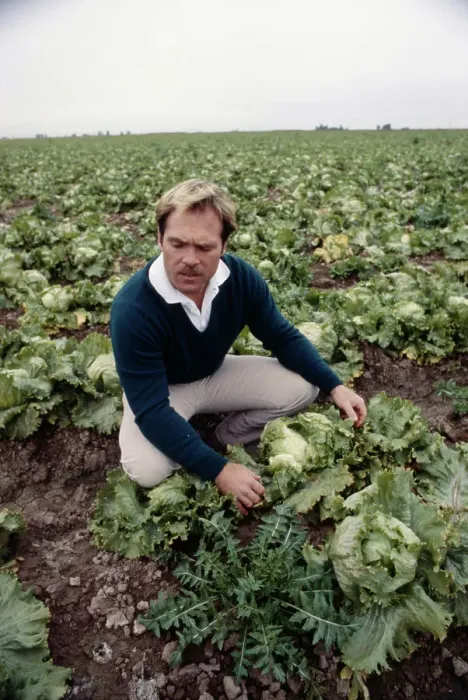 Framed Print : Lettuce Grower Examining Crop Framed Print : Lettuce Grower Examining Crop