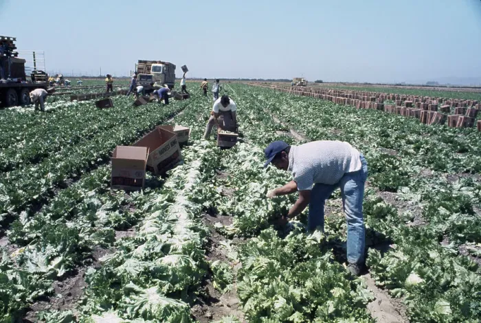Framed Print : Lettuce Harvest Framed Print : Lettuce Harvest