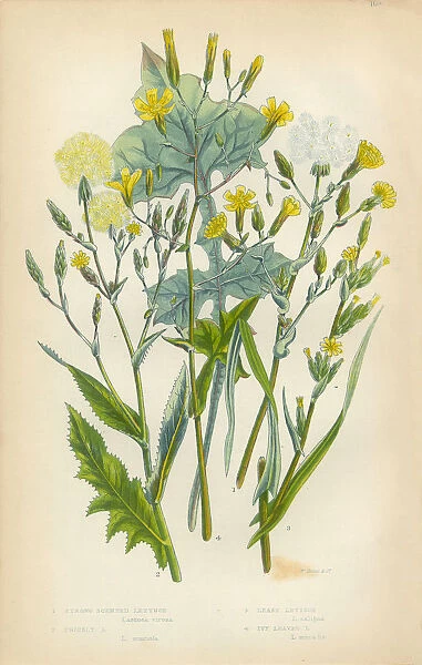Lettuce, Ivy, Ivy Lettuce, Victorian Botanical Illustration