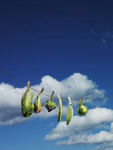 Lettuce leaves drying on string in front of sky