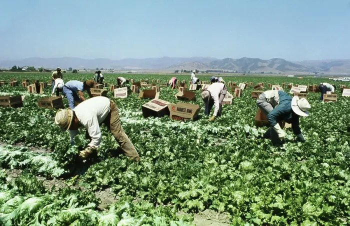 Framed Print : Lettuce Workers in the Field Framed Print : Lettuce Workers in the Field