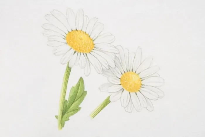 Framed Print : Leucanthemum vulgare, Marguerite or Oxeye daisy Framed Print : Leucanthemum vulgare, Marguerite or Oxeye daisy