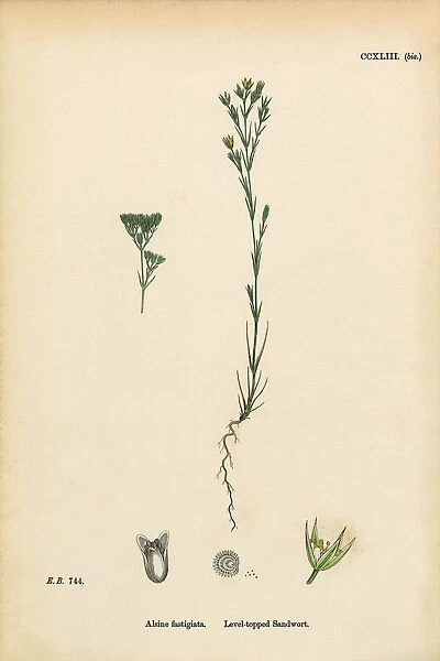 Level-topped Sandwort, Alsine Fastigiata, Victorian Botanical Illustration, 1863