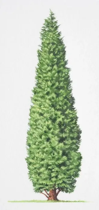 Framed Print : Leyland Cypress, x Cupressocyparis leylandii, tree front view Framed Print : Leyland Cypress, x Cupressocyparis leylandii, tree front view