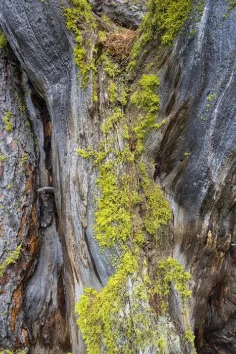 Framed Print : Lichen on a dead Swiss Stone Pine -Pinus cembra-